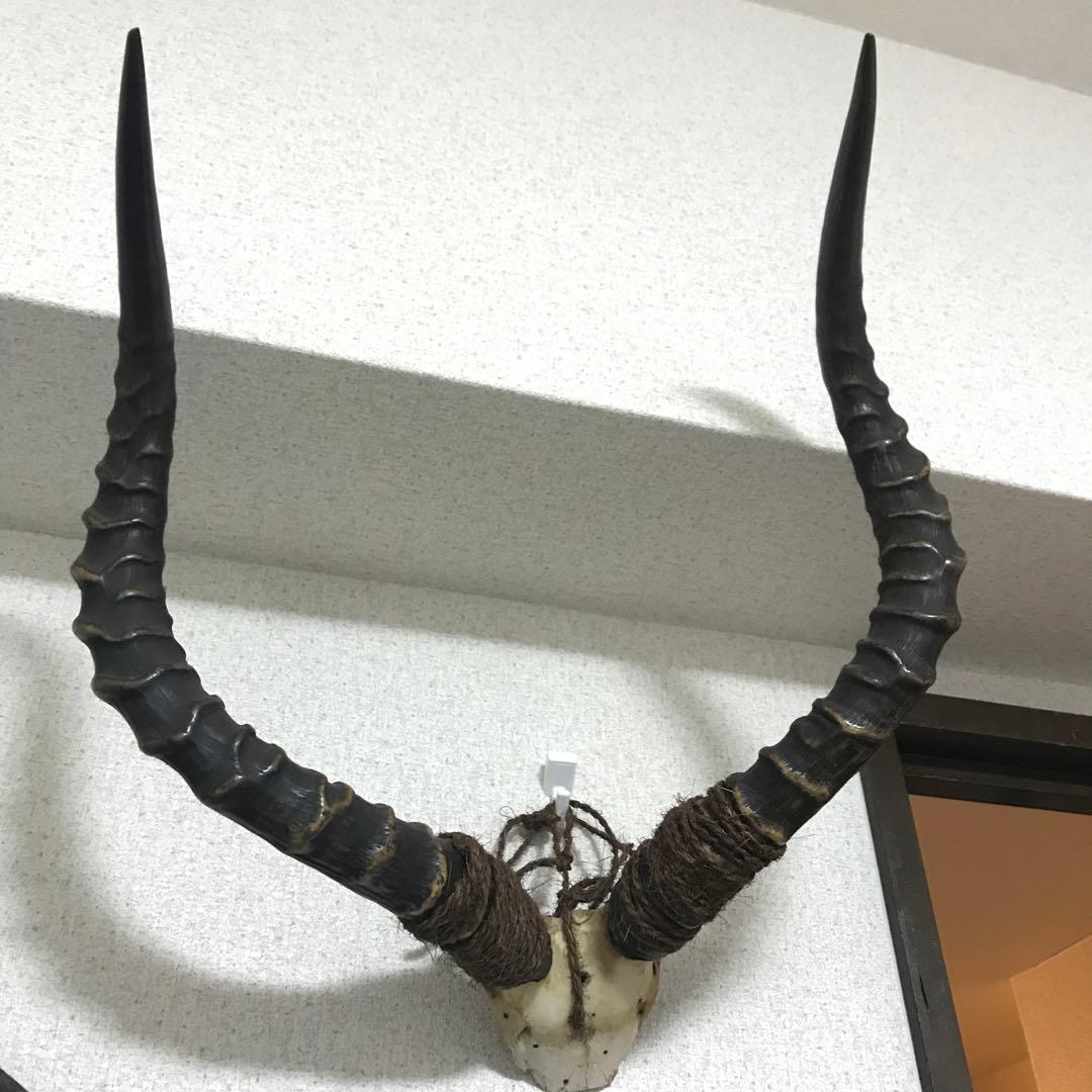インパラ頭骨ハンティングトロフィー 標本剥製角