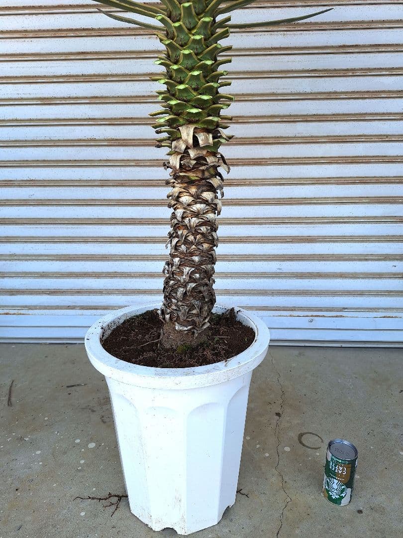 ユッカ アロイフォリア バリエガータ (斑入り千寿蘭) - メルカリ