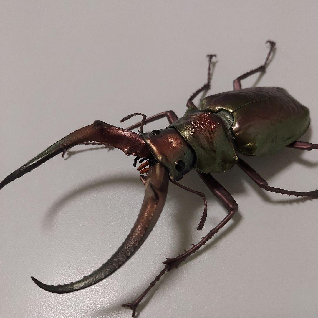 フェイスタメルシワバネクワガタ 2種類セット いきもの大図鑑くわがた