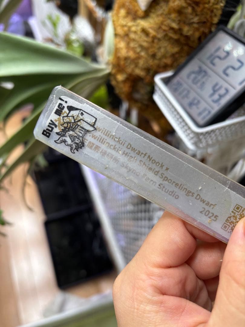 P. willinckii \"Padparadscha\" 親株