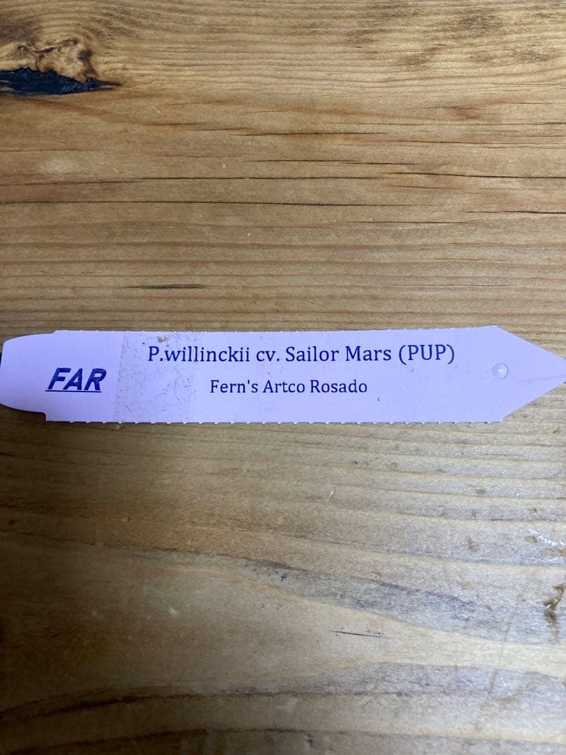 ビカクシダ ウィリンキー \"セーラーマーズ\" oc