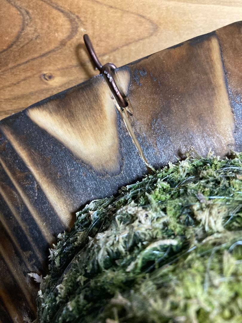 ビカクシダ ウィリンキー \"セーラーマーズ\" oc