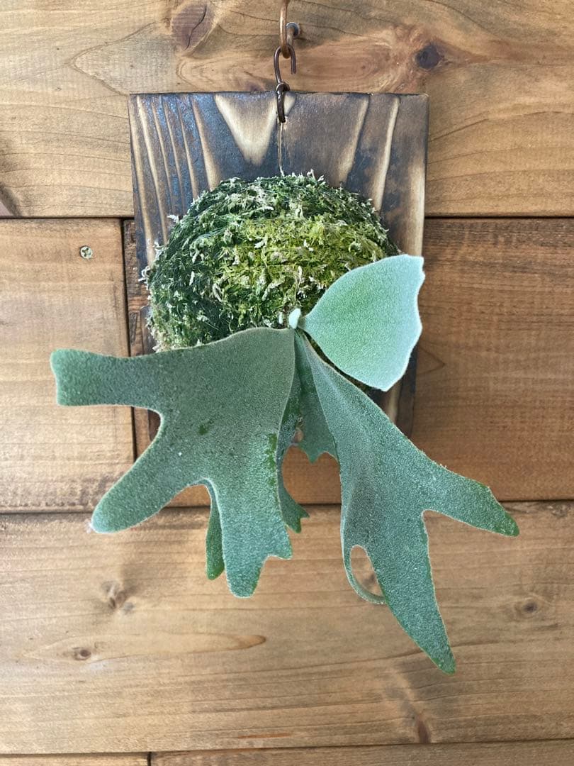 ビカクシダ ウィリンキー \"セーラーマーズ\" oc