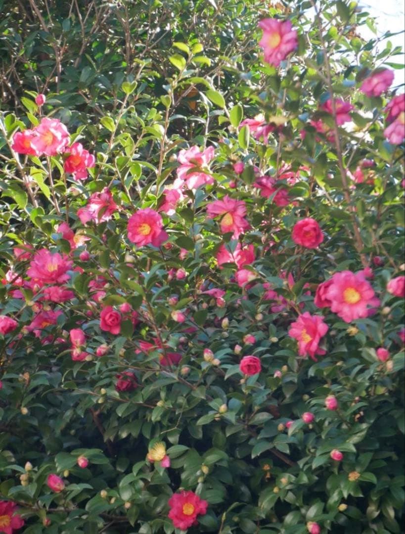 【訳あり】LUMIX G VARIO 14-140mm F3.5-5.6 Ⅱ型