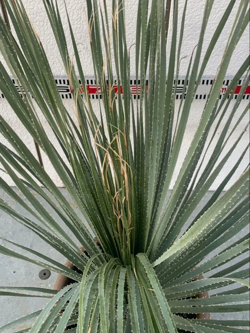 マ*キ様 ダシリリオン