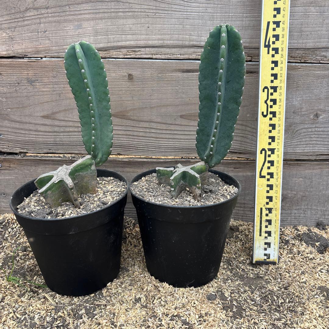 2本セット売り切越冬済 柱サボテン 鬼面角 発根 ドライガーデン