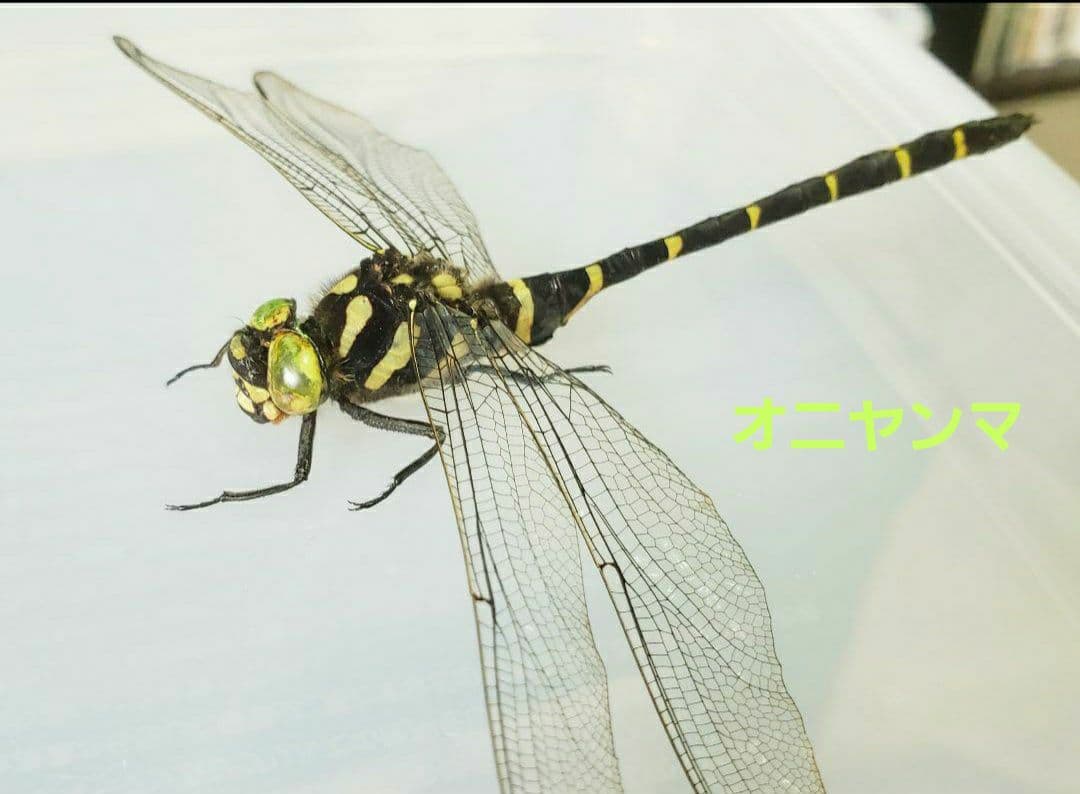 十（つなし）出品 トンボ標本13頭