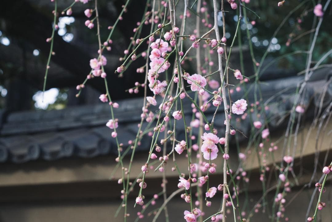 木村文乃使用モデル！Leica Elmarit 90mm F2.8 ケース付き！木村文乃