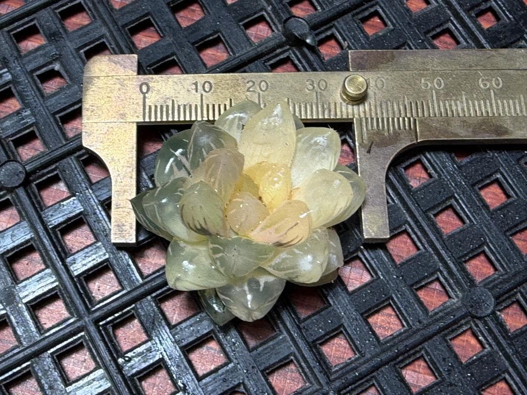 65 多肉植物 ハオルチア オブツーサ錦 水中月錦 超美品 25株セット