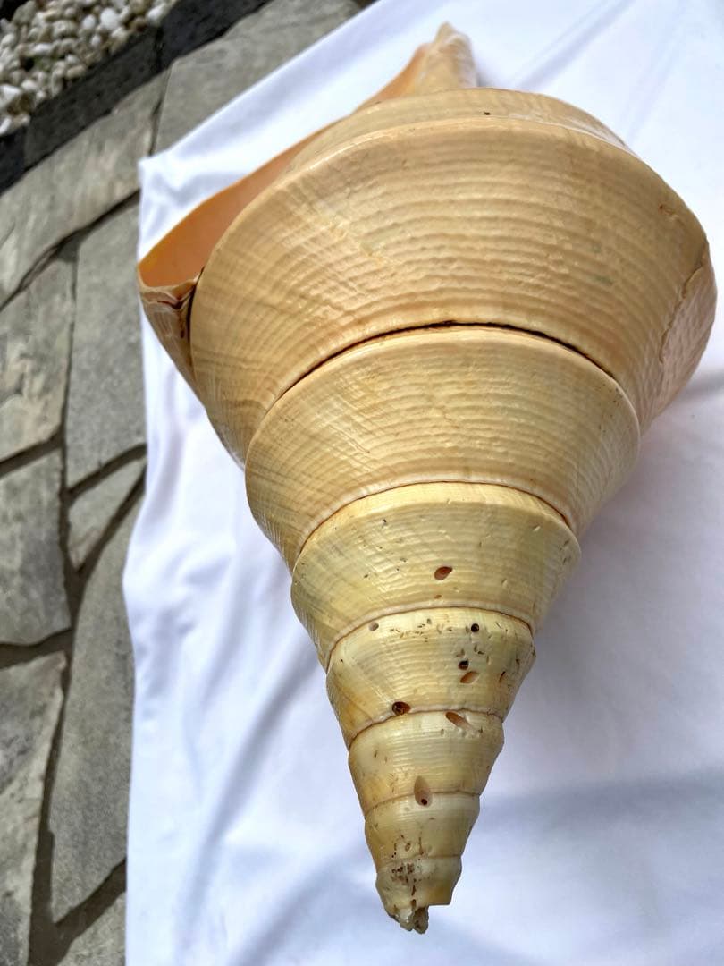 超特大54cm 世界最大級 法螺貝 アラフラオオニシ 修験道 山伏 置物