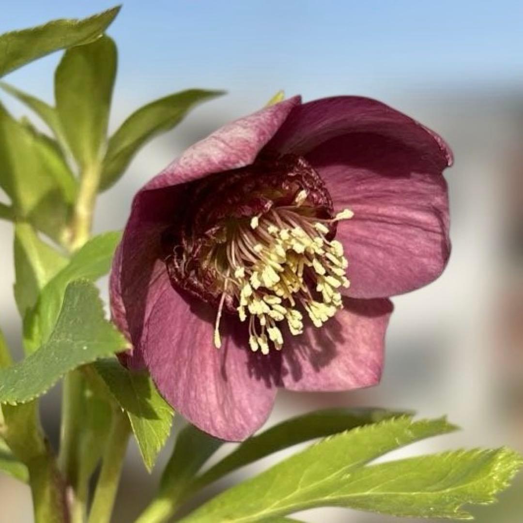 加藤農園　SDカップ咲きフレグランスピンククリスマスローズ　開花株　認定タグ付 一点物】加藤農園 クリスマスローズ フレグランスクリスマスローズ 4.5