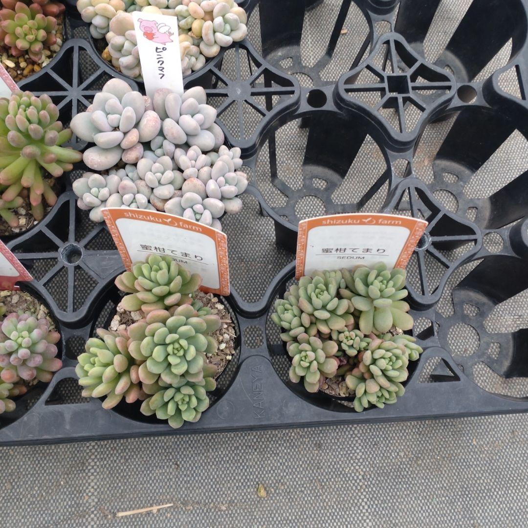 こちゃひさん専用