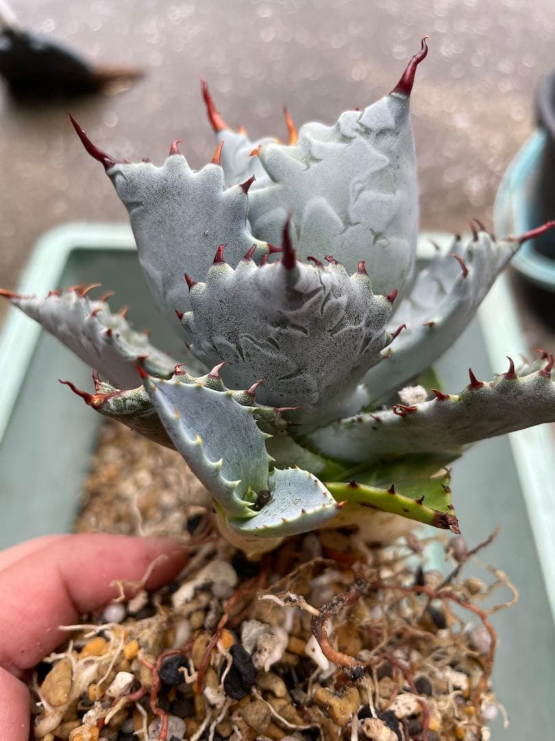 アガベ ハイブリッド 甲蟹×屈原乃舞扇 子株 - メルカリ