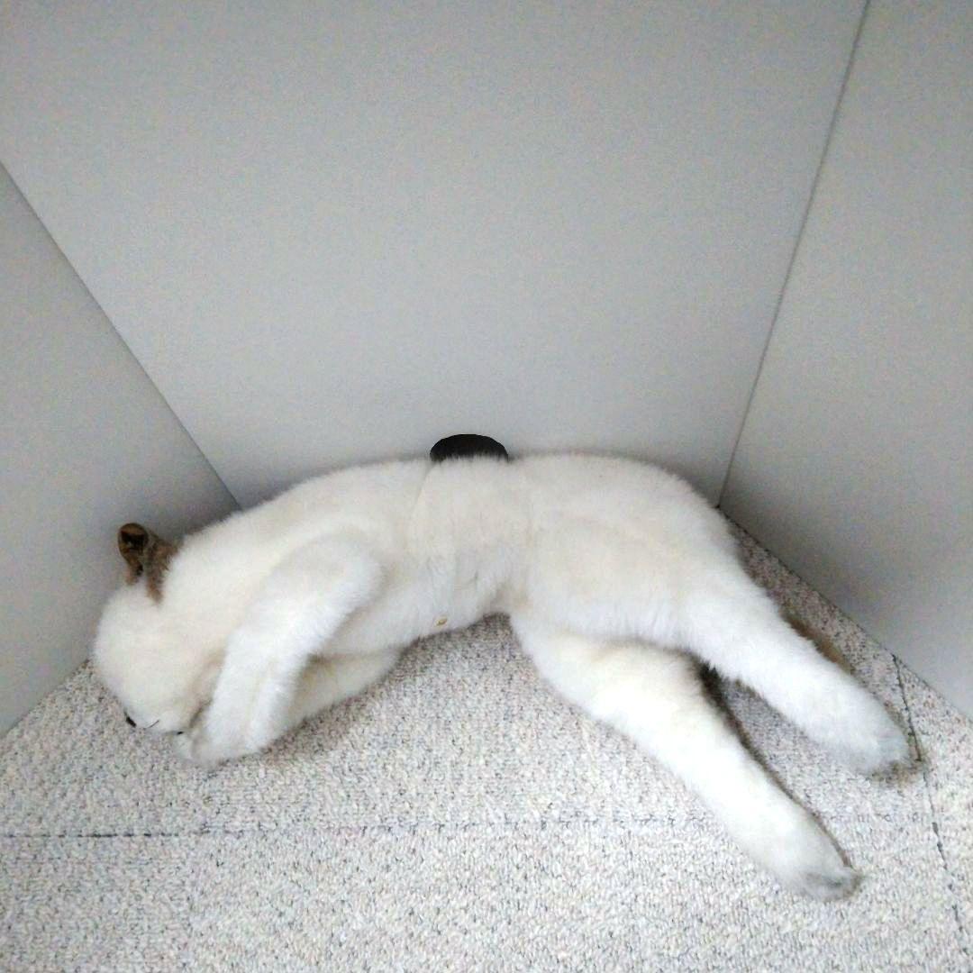 リーベ社 リアル眠り猫 ぬいぐるみ 昭和レトロ 白色 クリーム色 - メルカリ