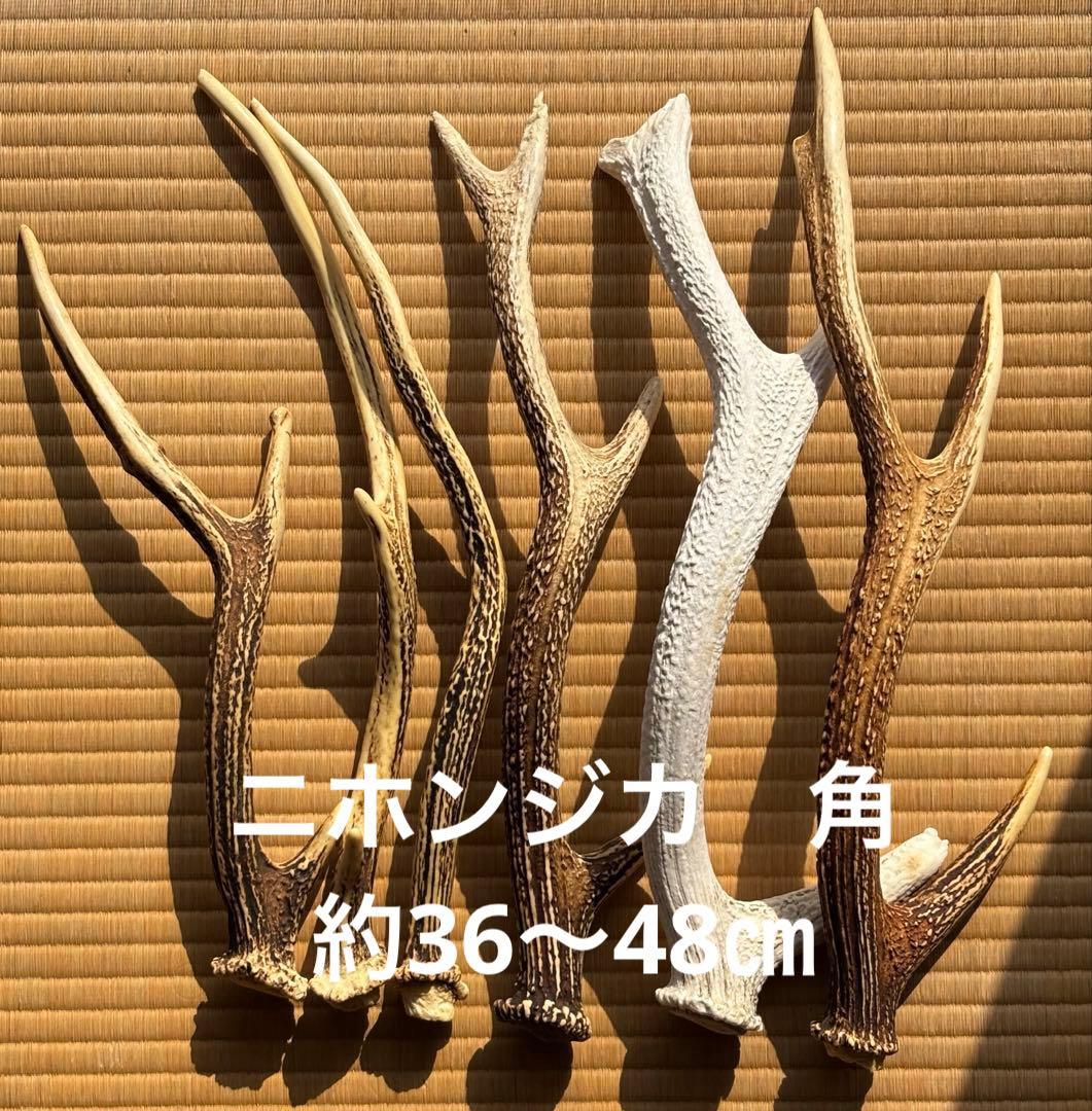 ニホンジカ 鹿の角 6本 まとめ売り - メルカリ