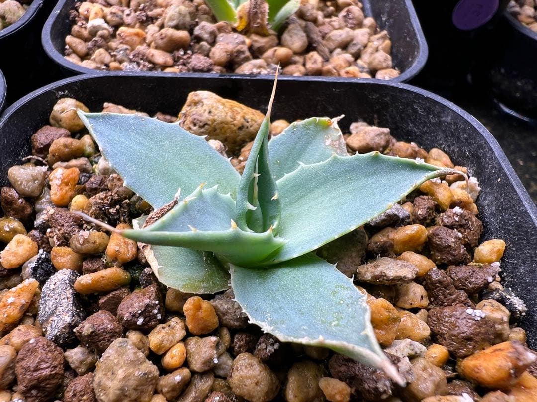 先着順】アガベ エボリスピナ実生2株セット - メルカリ