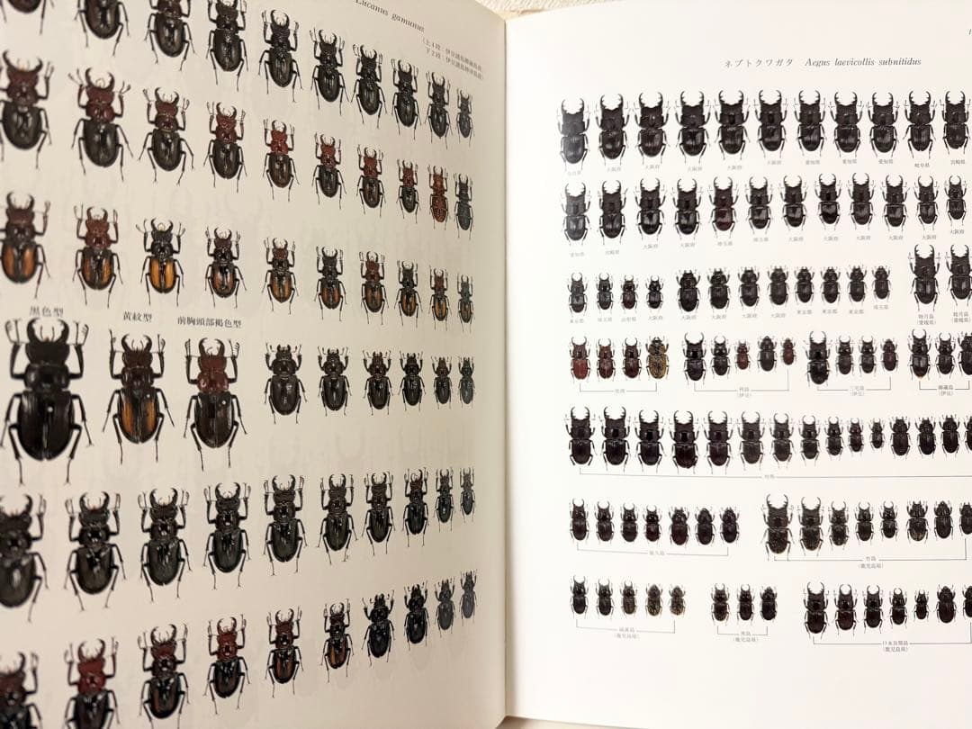 日本産クワガタムシ大図鑑 希少本 - メルカリ