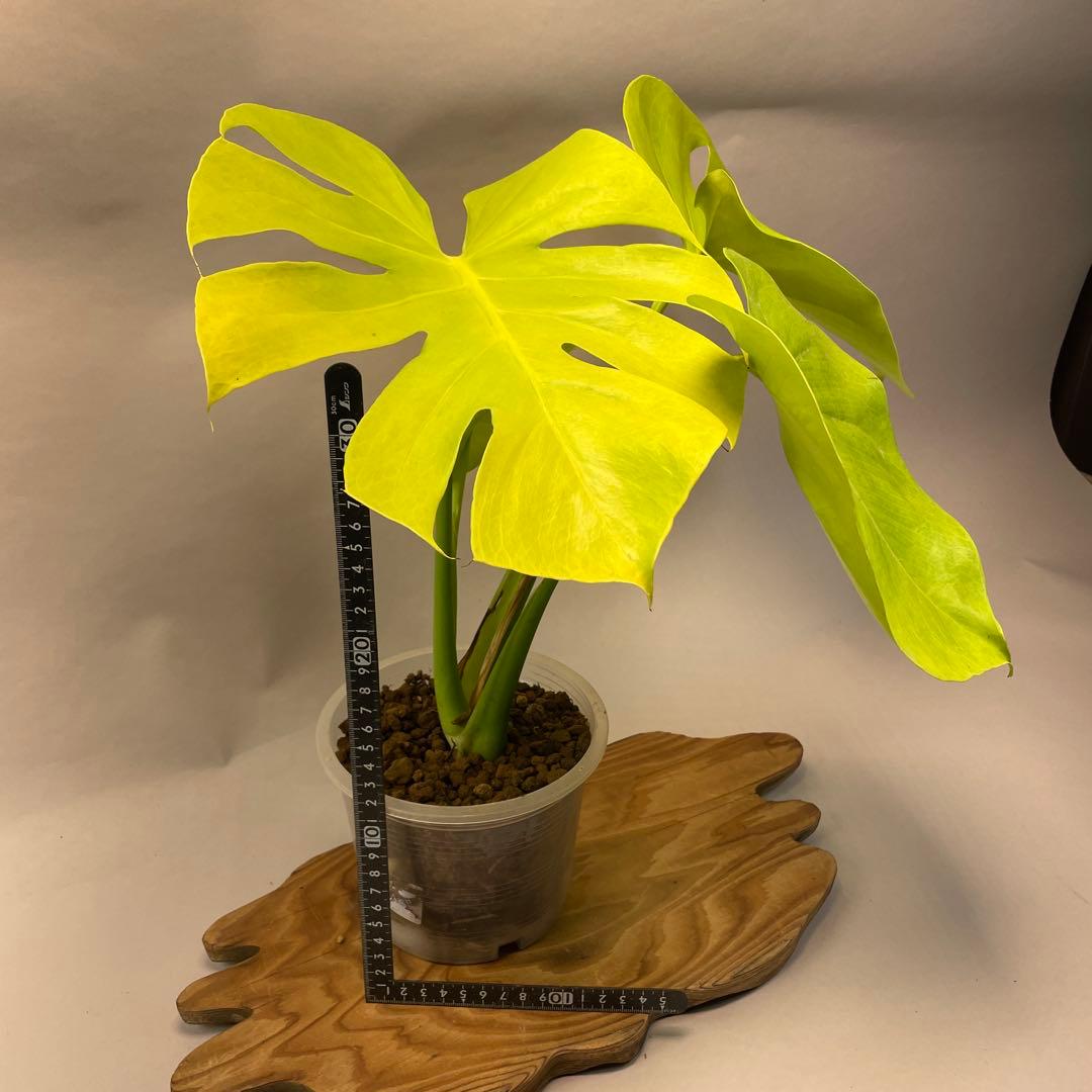 三*ん様 L029 モンステラ デリシオーサ 黄金葉 ゴールドリーフ フルムーン