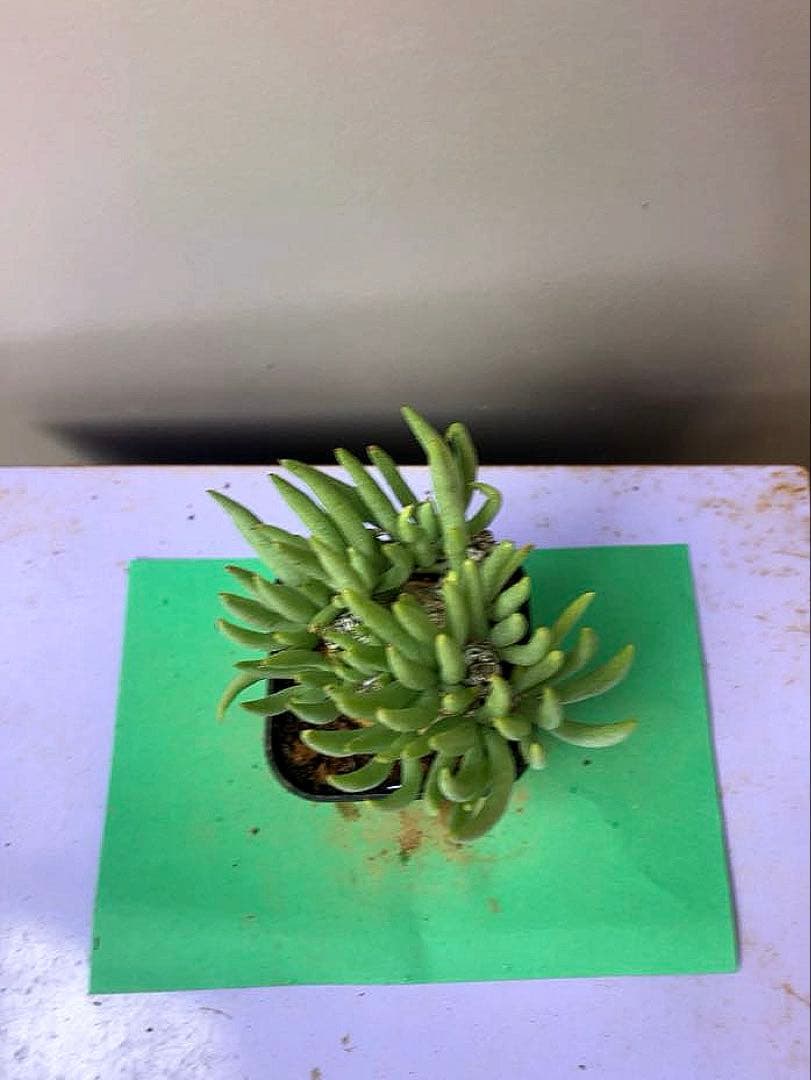 《2.5号OB》チレコドン ベアルソニー