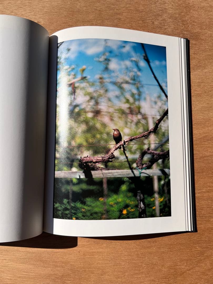 Lana by Terri Weifenbach ハードカバー - メルカリ