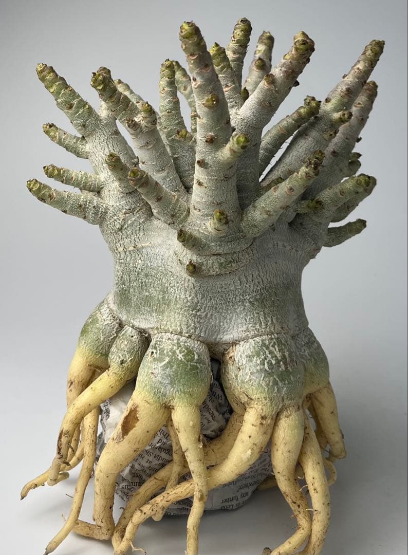 美/ドワーフ/超極太 】アデニウム アラビカム ゴジ タコ足 A - メルカリ