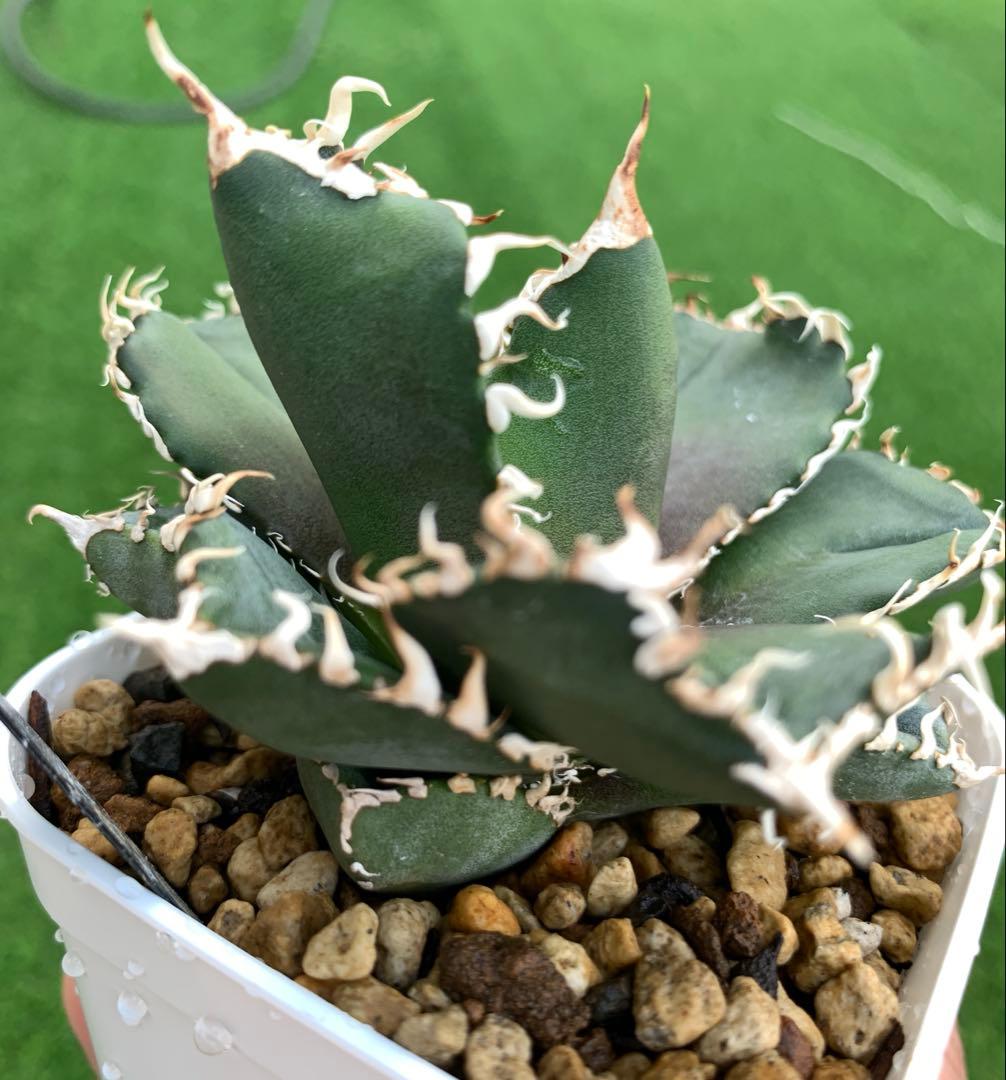 特選】アガベ☆チタノタ☆金剛☆キングコング☆超強棘☆極上☆抜き苗