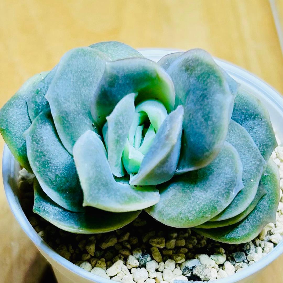 多肉植物 ⭐️ラブリーローズ☘️韓国苗育成 抜き苗 b43 - メルカリ