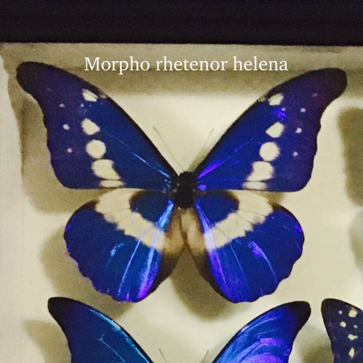 Morpho rhetenor蝶標本Morpho rhetenor蝶 レテノールモルフォ 標本