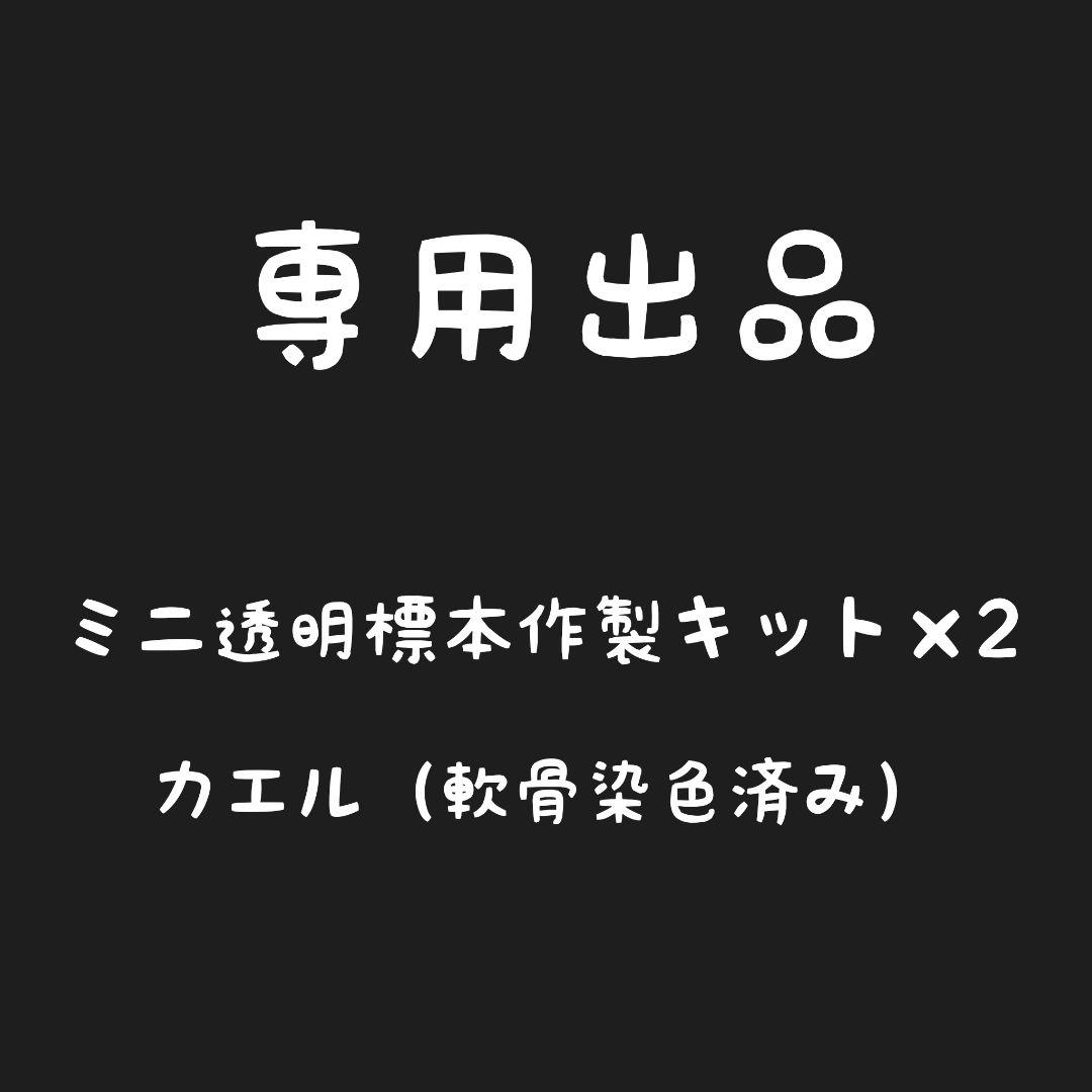 【専用出品】ミニ透明標本作製キット（中級）×2個 軟骨染色済に変更 専用出品】ミニ透明標本作製キット（中級）×2個 軟骨染色済に変更