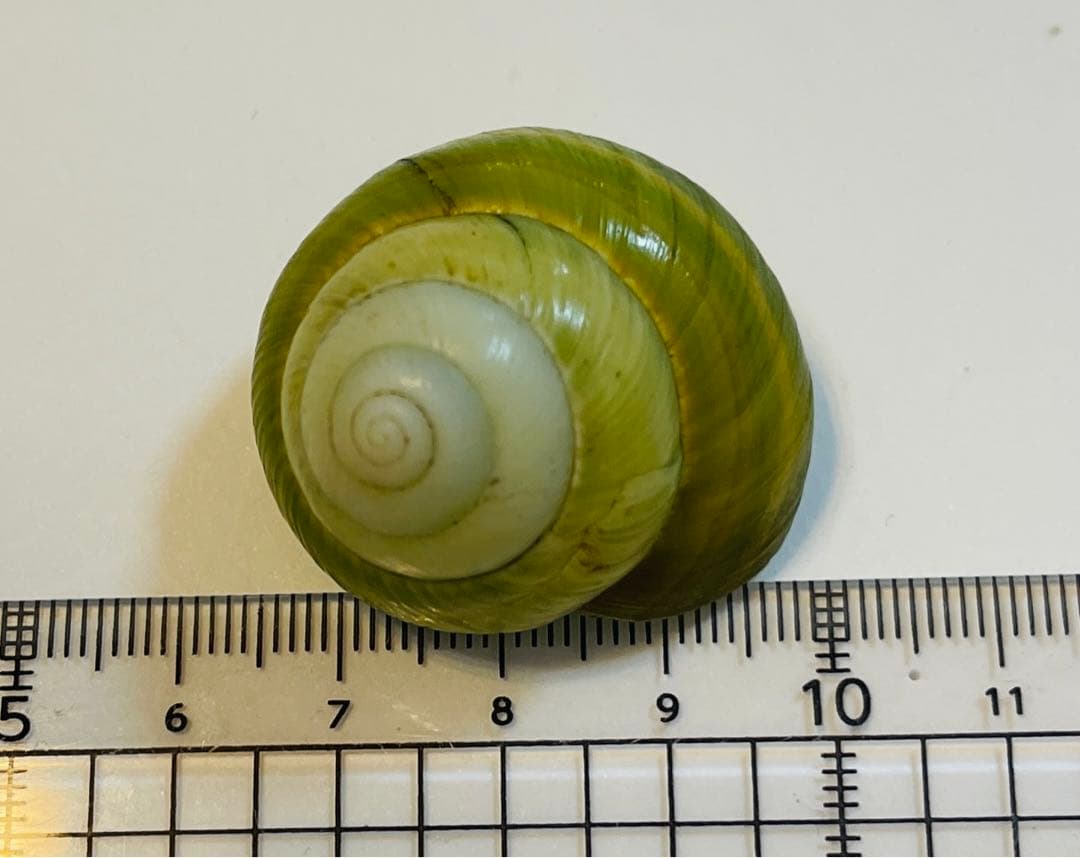 希少❗️ インドネシアミドリマイマイ (仮称) ？ 貝殻 標本 カタツムリ
