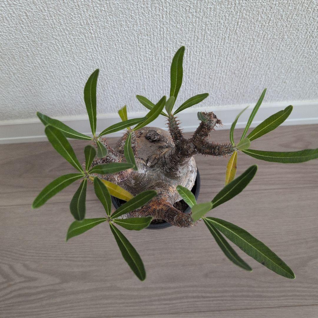 Y/N17様専用 （本日限定）パキポディウム グラキリ - ビカクシダ