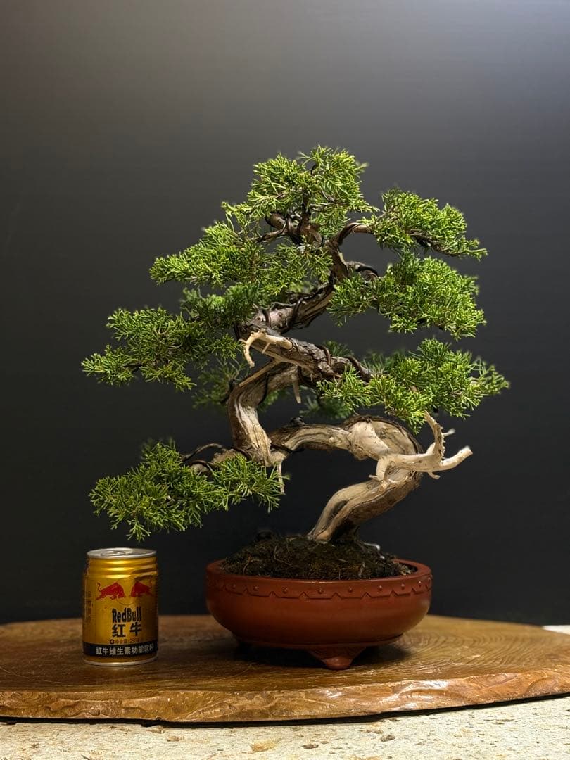 B*s様 [サービスオークション盆栽]真柏/サービスオークションには