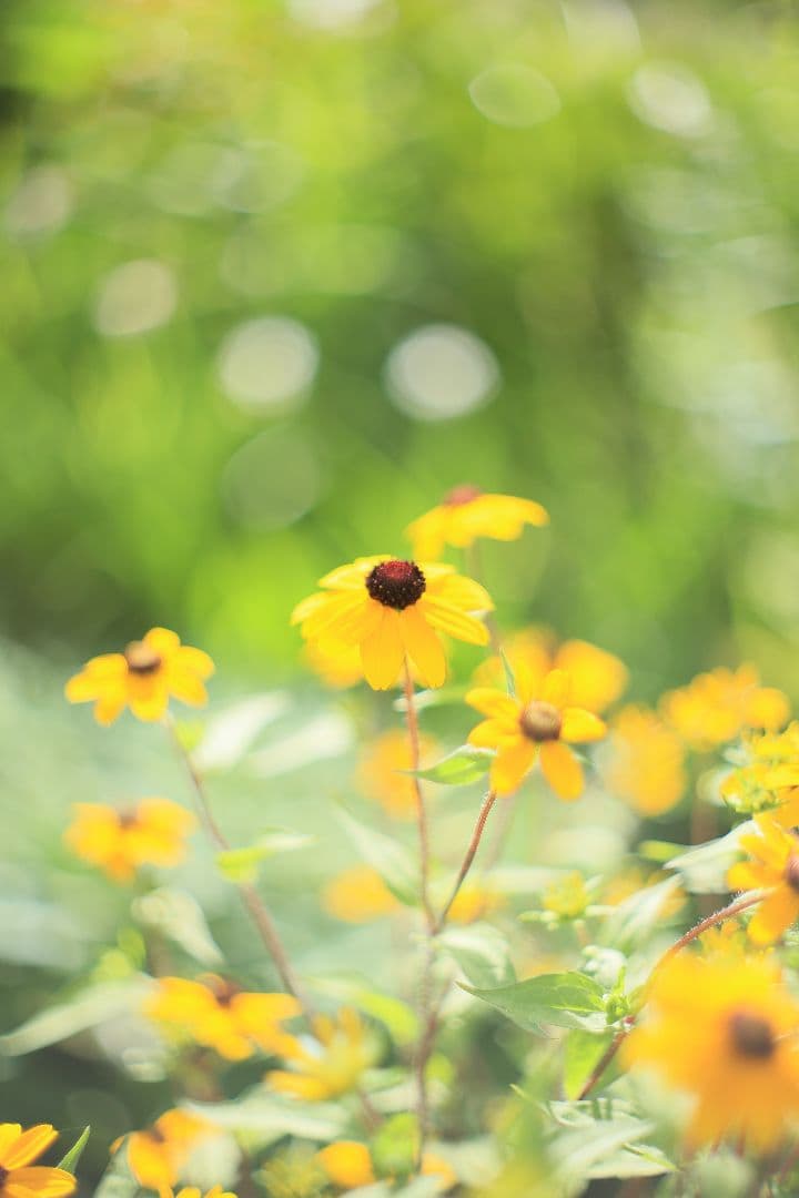 《希少》RICOH AUTO RIKENON 50mm F1.7【光学美品】