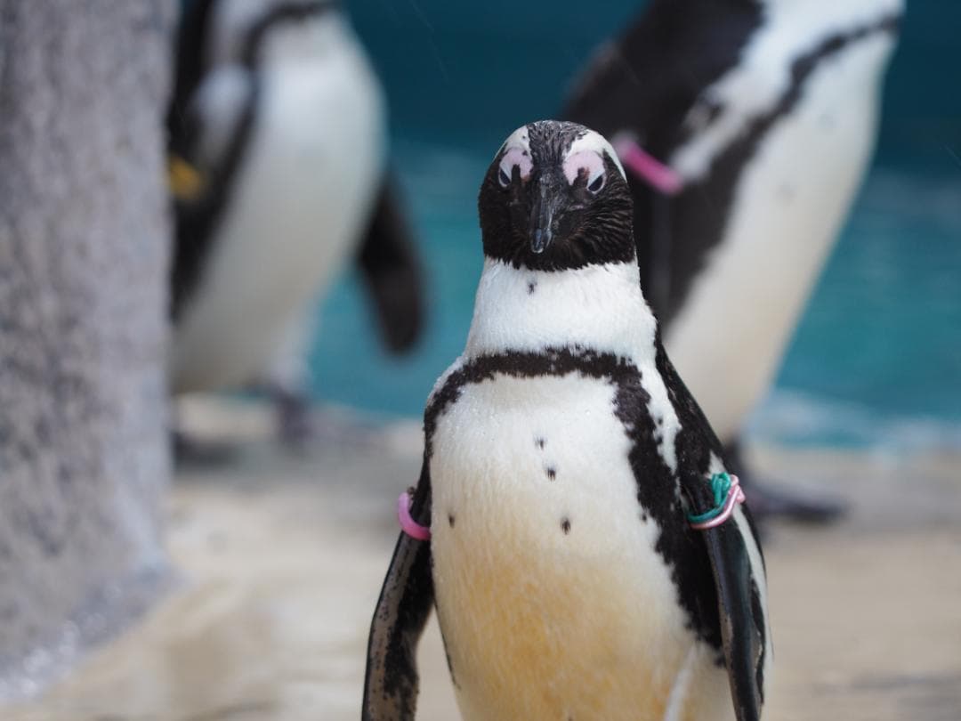 レンズ(ズーム) Olympus ZUIKODIGITAL ED 50-200mmf2.8-3.5