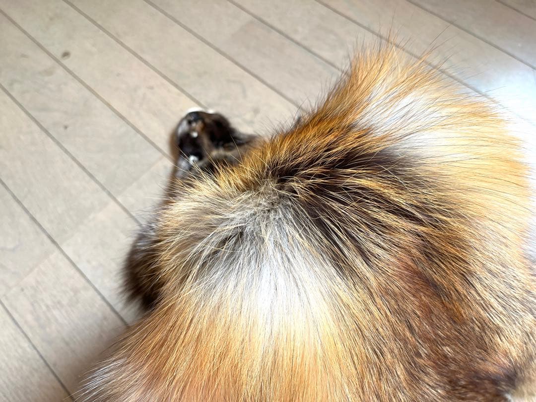 超希少 幻の十字ギツネ / クロスフォックス リアルファー C4☆ラグ