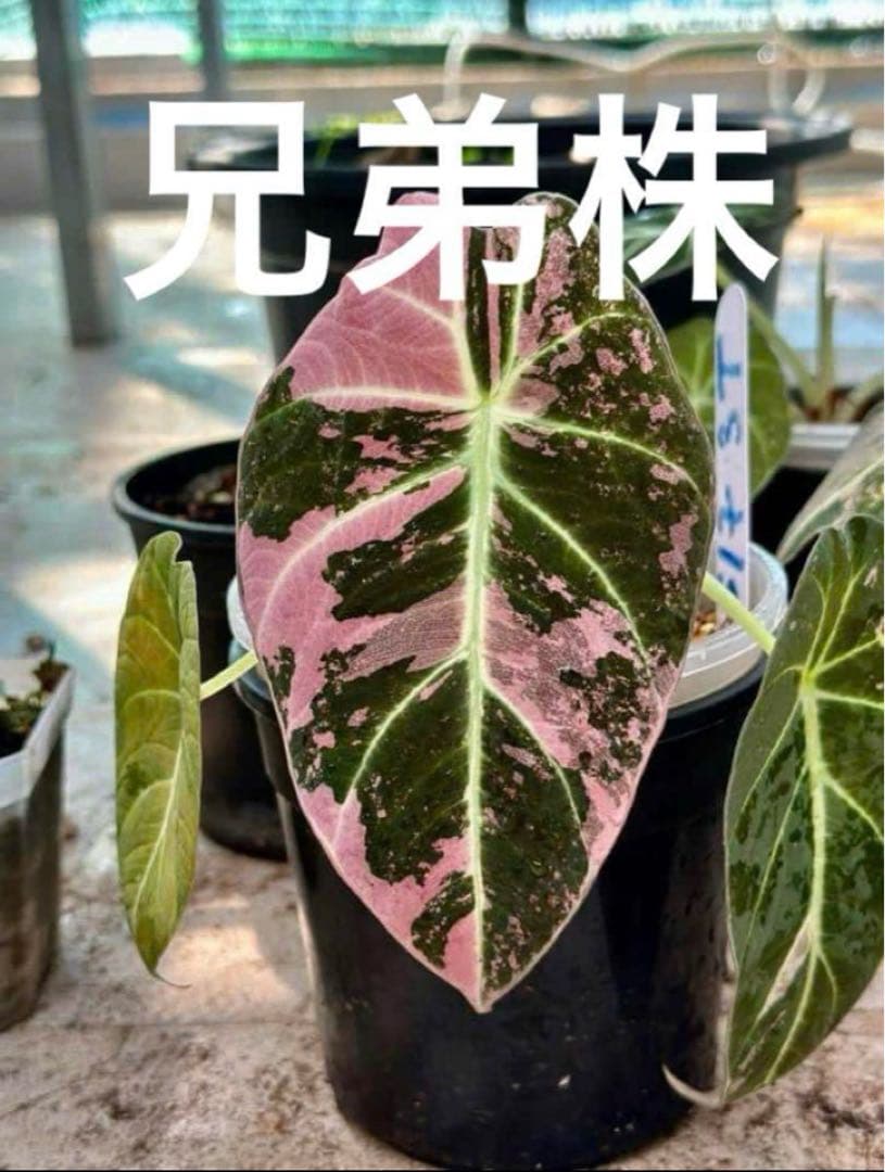 ドロステニア ギガス レア種 極美株