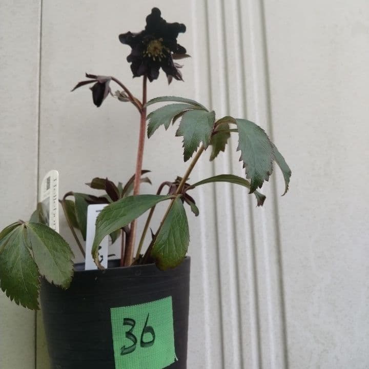 広瀬園芸。ブラックマジック。黒色の多弁花のクリスマスローズ。 NO36