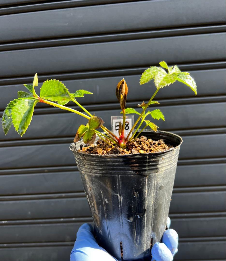 A:クリスマスローズ豪華セット 2年生苗 3苗セット - メルカリ