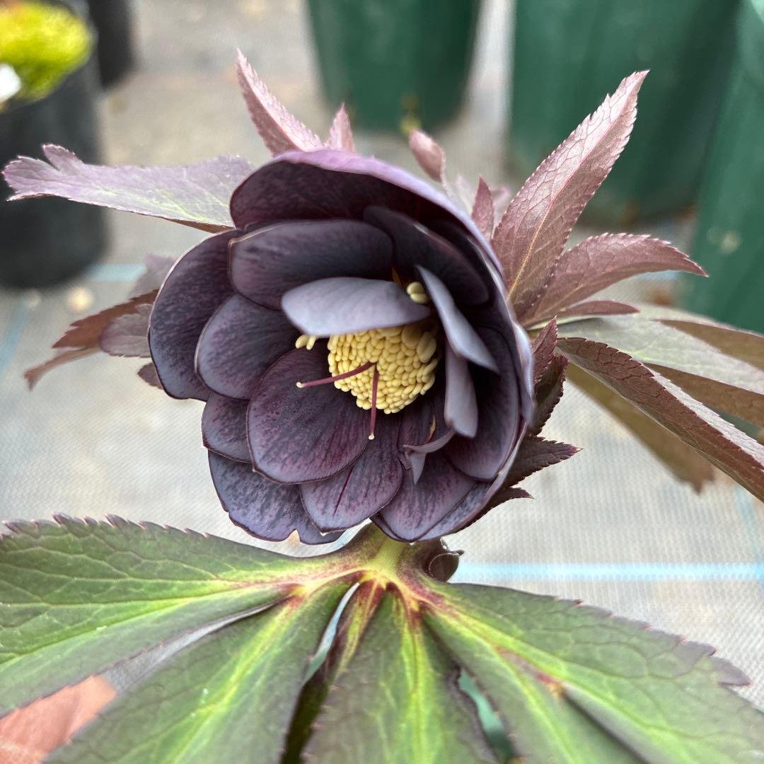 クリスマスローズ 木口交配 実生 スモーキーブルー 6寸 - メルカリ