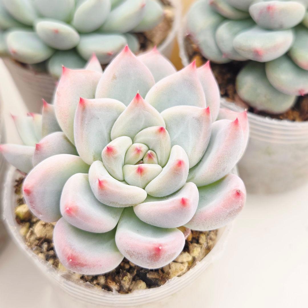 プーさん様 ミソップさん 4苗