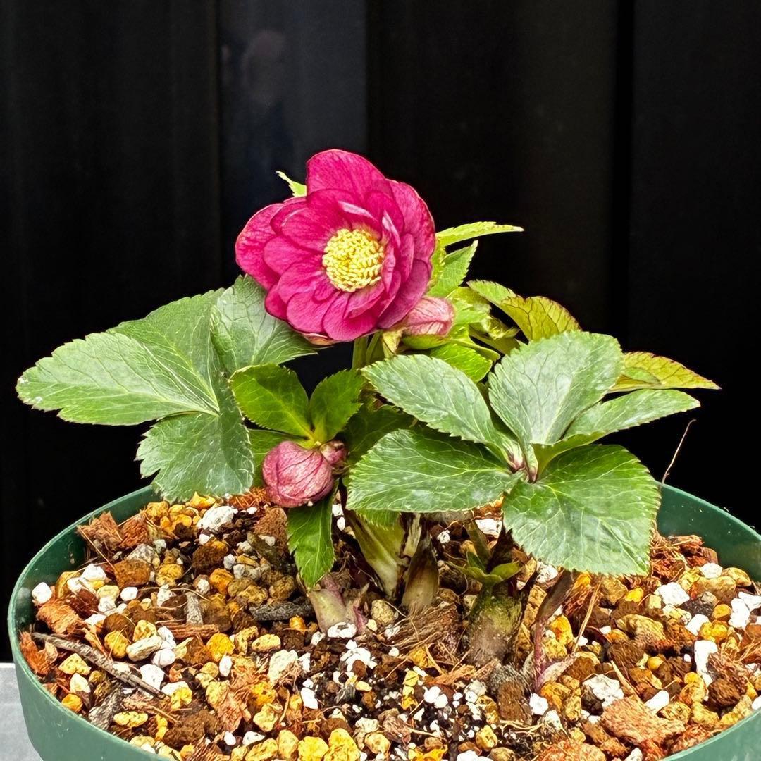 ま*ぎ様 3538☘️蕾花タグ付き☘️⭐️渋み紅ピンク⭐️超小輪⭐️超コンパクト