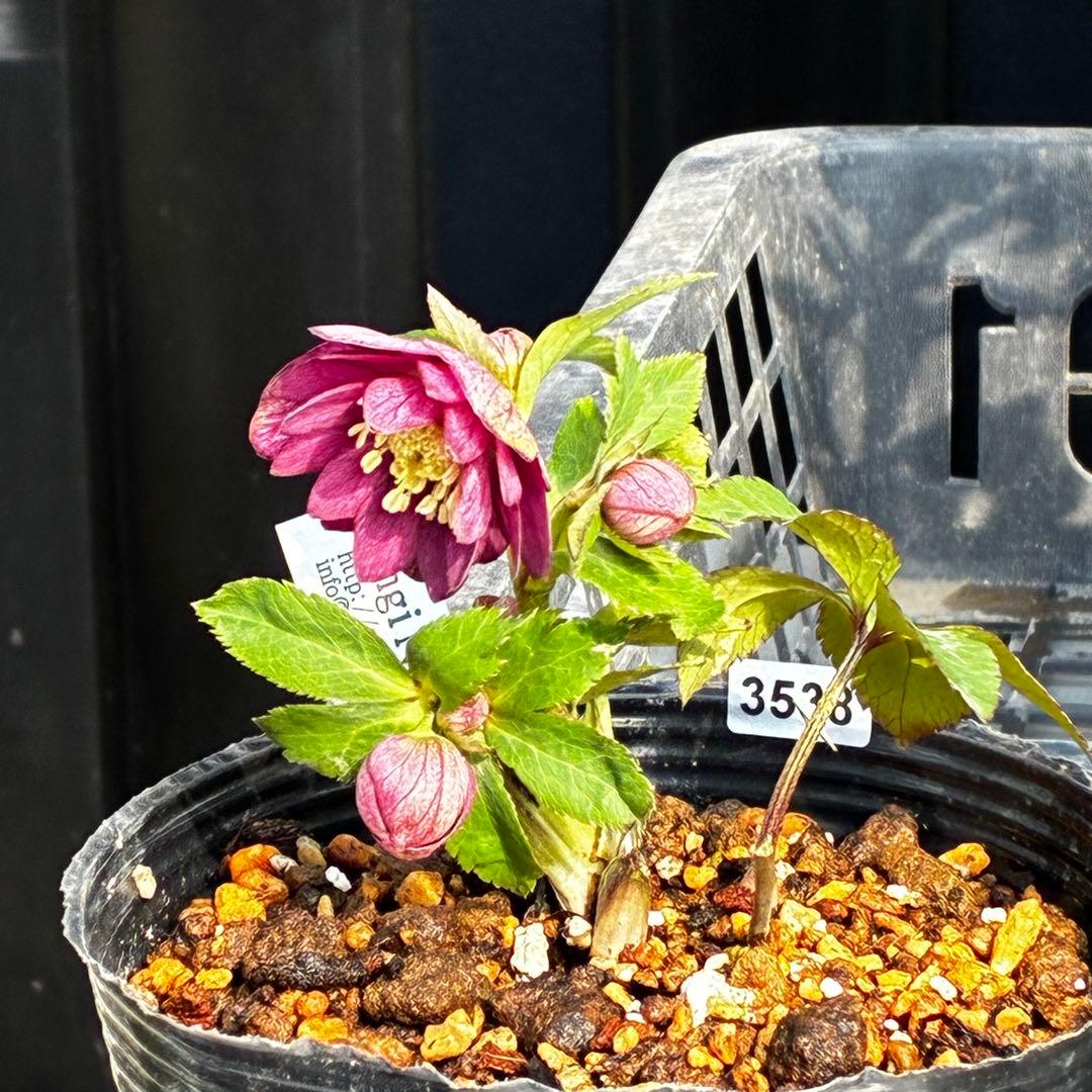 ま*ぎ様 3538☘️蕾花タグ付き☘️⭐️渋み紅ピンク⭐️超小輪⭐️超コンパクト