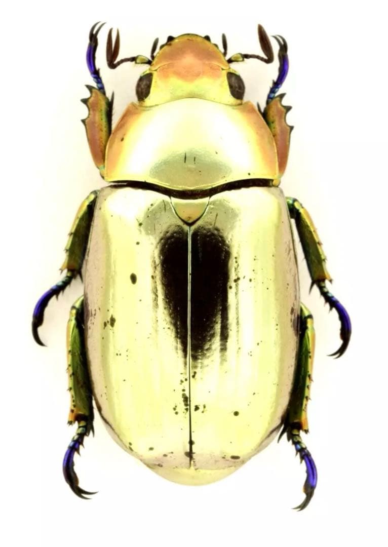 クルサルギレアプラチナコガネ！標本！35 - メルカリ