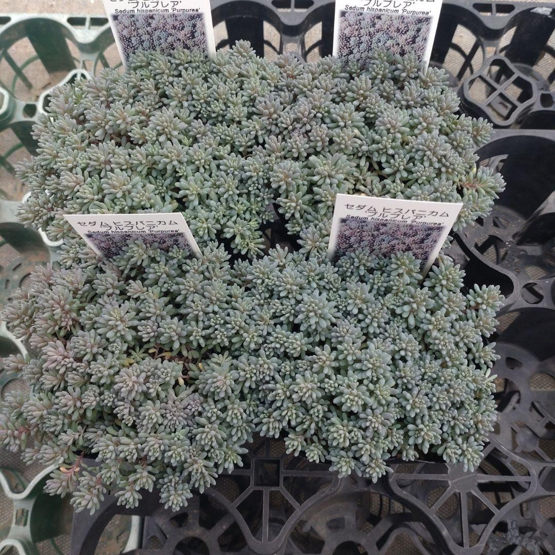 木曜発送19-21時着 でんでꕤ.·*.さん専用