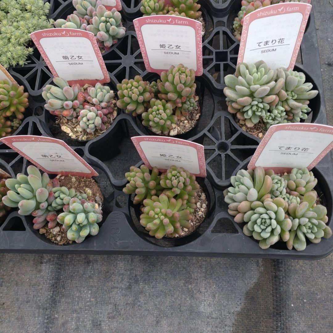 木曜発送19-21時着 でんでꕤ.·*.さん専用