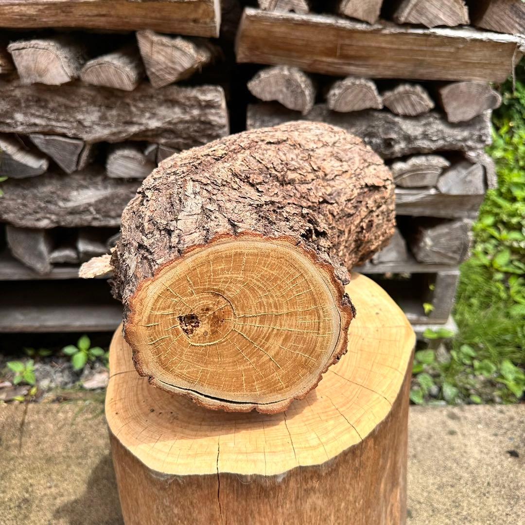 クワガタ カブトムシ クワリウム 樹洞 ウロ 天然木 栗 登り木 止まり木