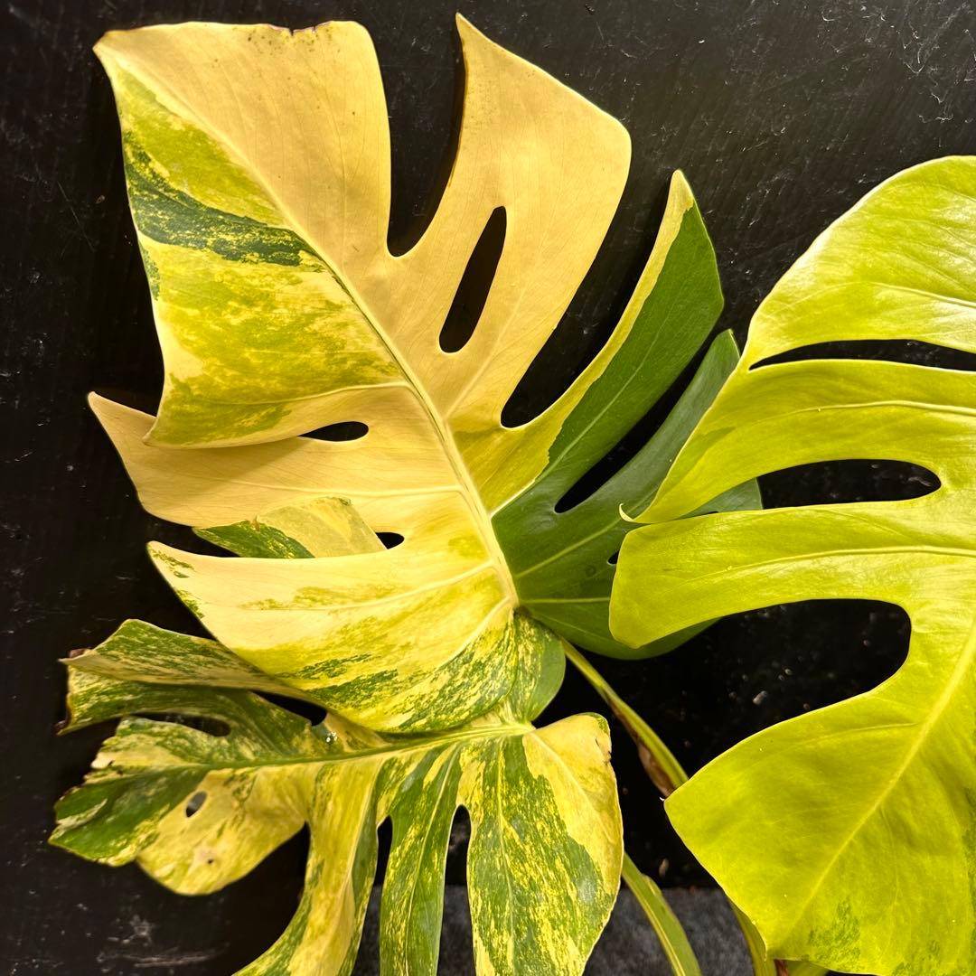 み*関様 斑入りモンステラボルシギアナオーレア黄斑52㎝ベアルート/検索→