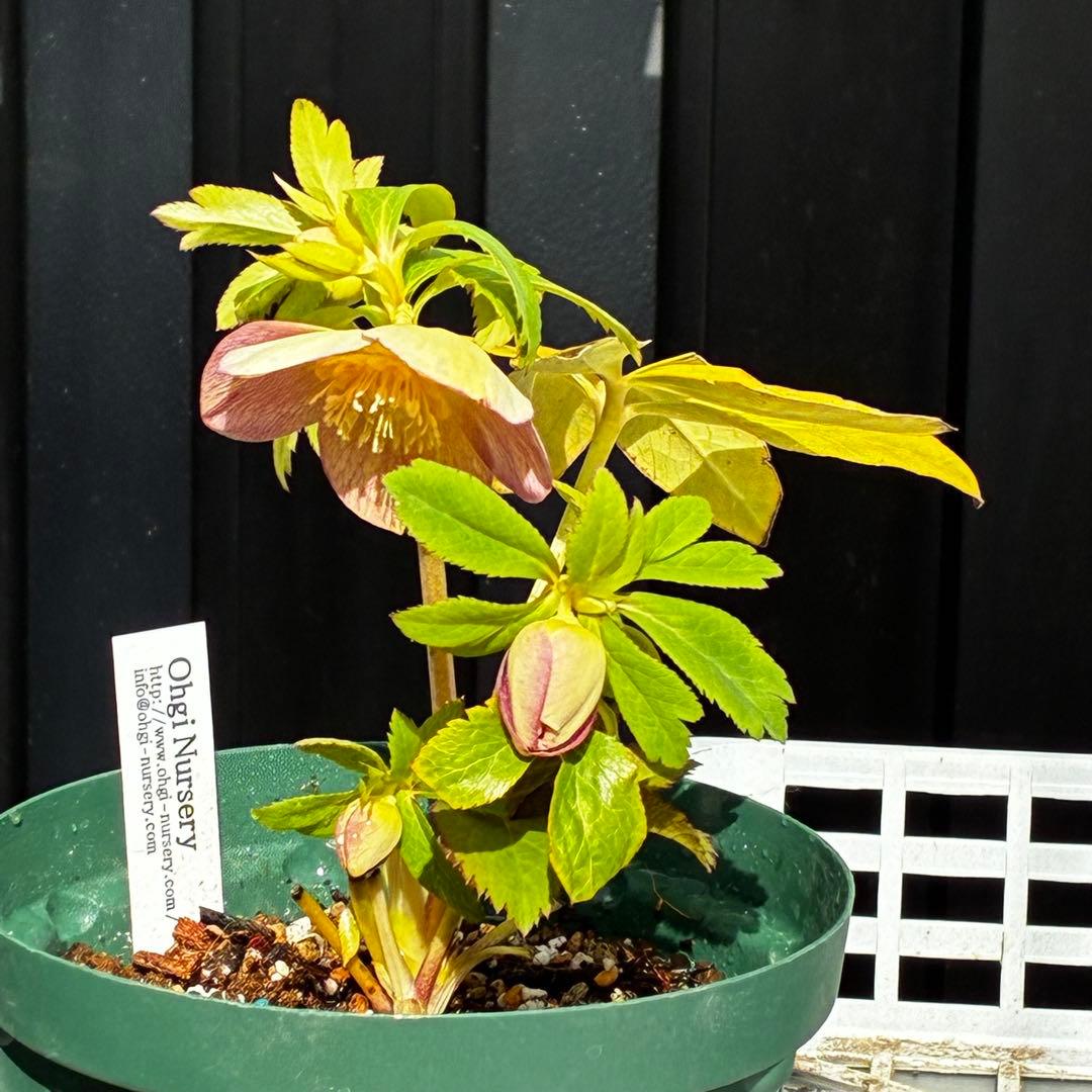 l*a様 558☘️ラスト2☘️蕾花タグ付☘️極上☘️唯一無二☘️⭐️SD⭐️蜃