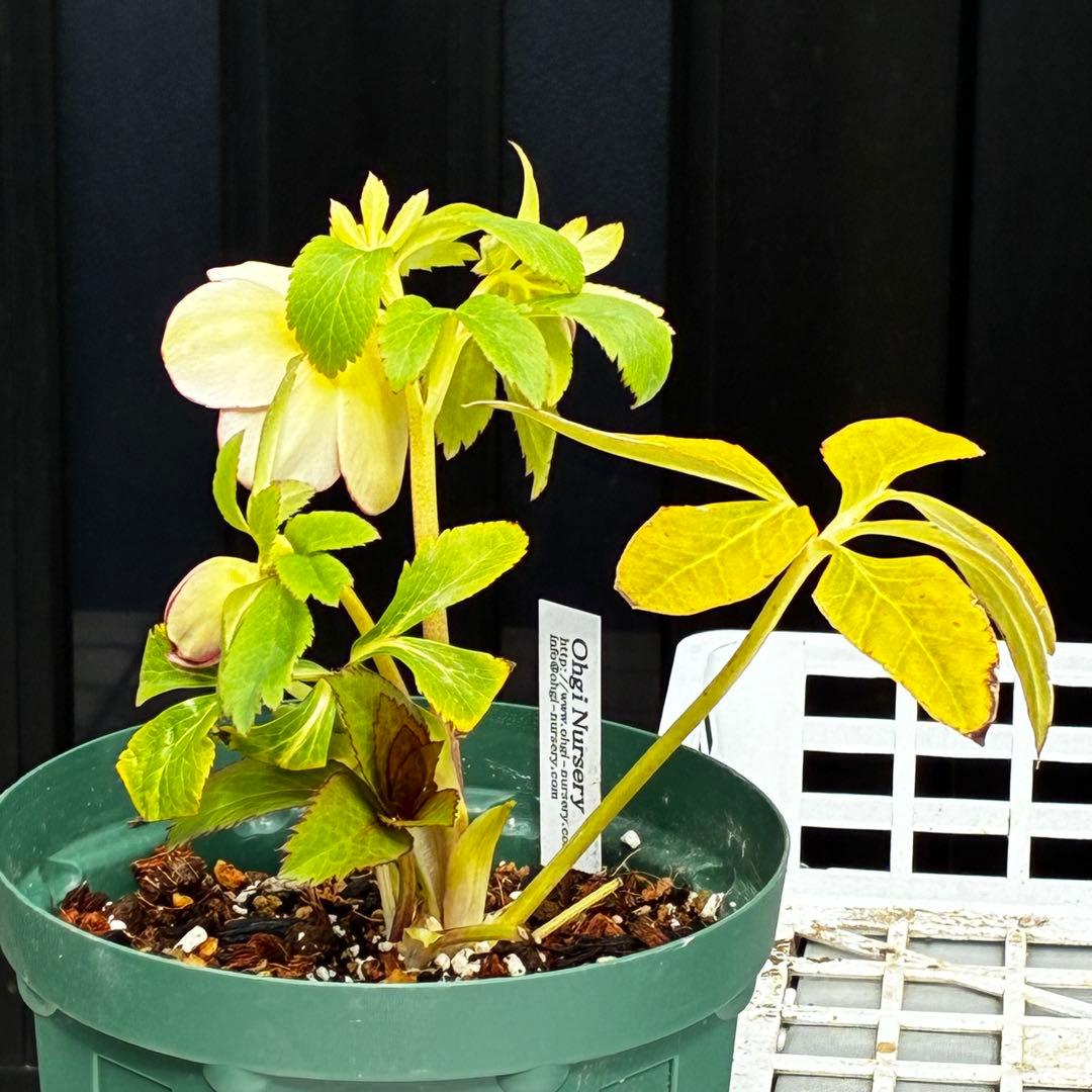 l*a様 558☘️ラスト2☘️蕾花タグ付☘️極上☘️唯一無二☘️⭐️SD⭐️蜃