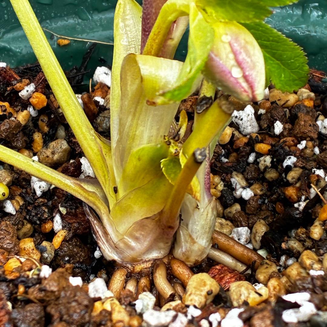 l*a様 558☘️ラスト2☘️蕾花タグ付☘️極上☘️唯一無二☘️⭐️SD⭐️蜃